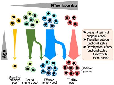 Heterogeneity of memory T cells in aging